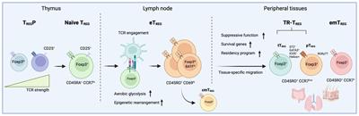 Deciphering the developmental trajectory of tissue-resident Foxp3+ regulatory T cells